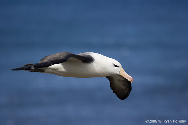 Black-Browed Albatross