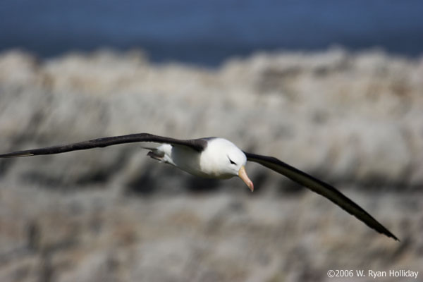 Black-Browed Albatross