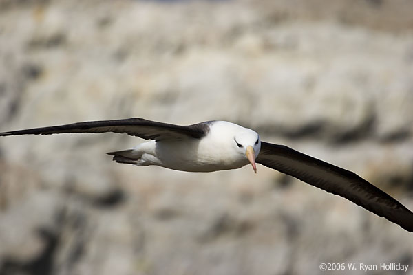 Black-Browed Albatross