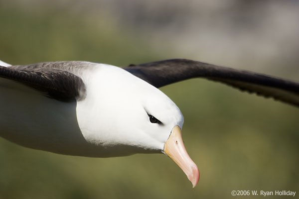 Black-Browed Albatross