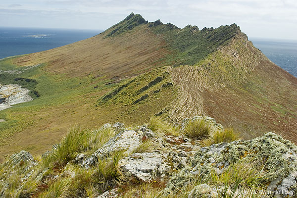 Steeple Jason Landscape