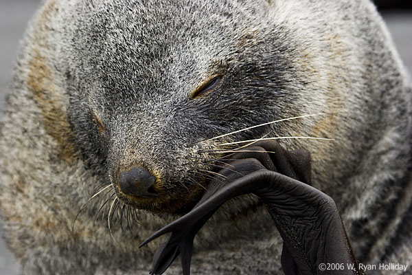 Fur Seal Bull