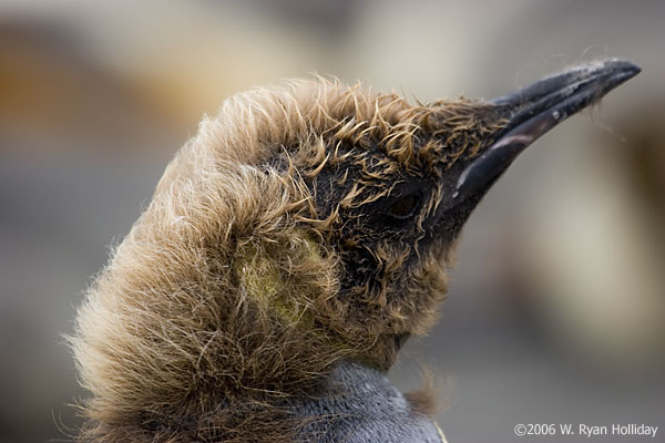 Juvenile King Penguin