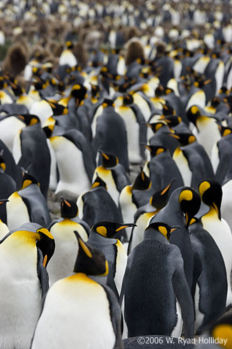 King Penguins