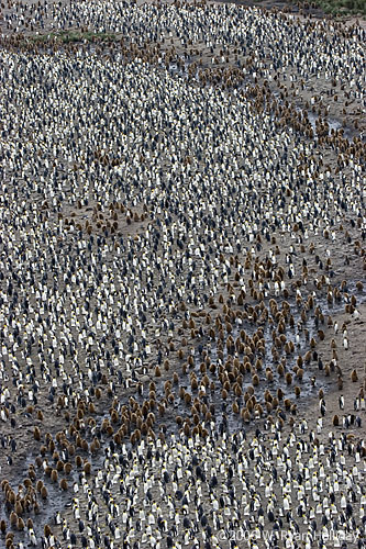 King Penguin Colony