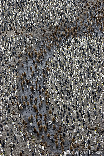 King Penguin Colony