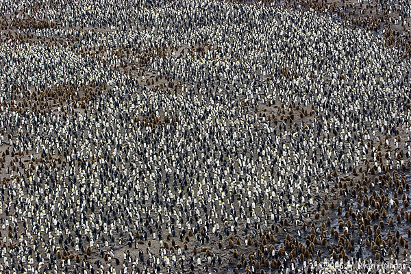 King Penguin Colony