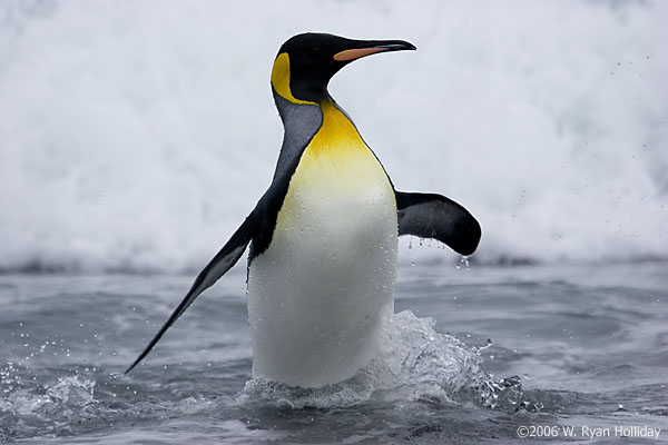 King Penguin