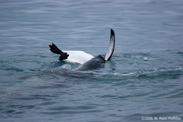 Leopard Seal Attacking King Penguin
