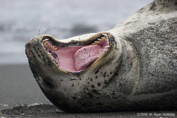 Leopard Seal