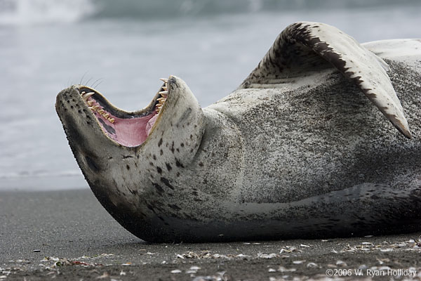 Leopard Seal