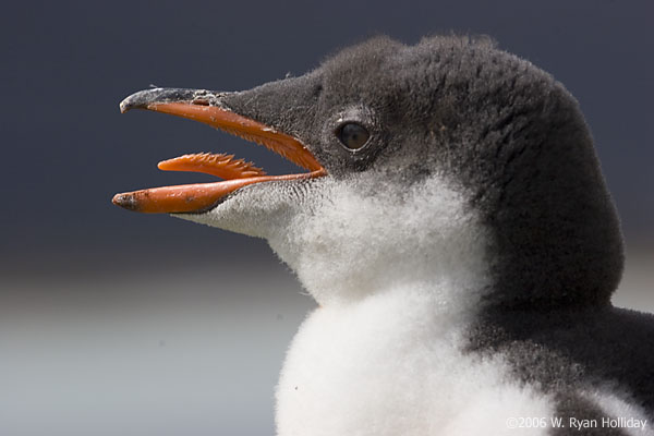 Gentoo Penguin Chick