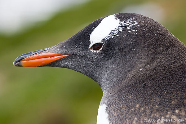 Gentoo Penguin