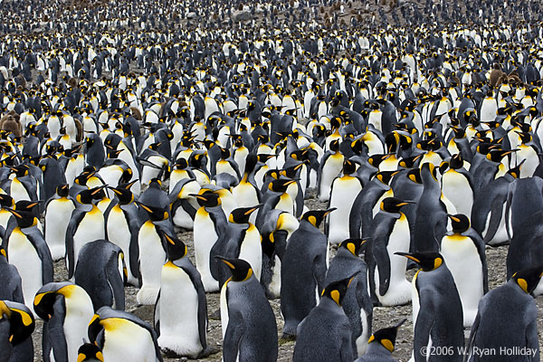 King Penguin Colony
