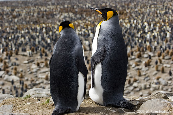 King Penguins