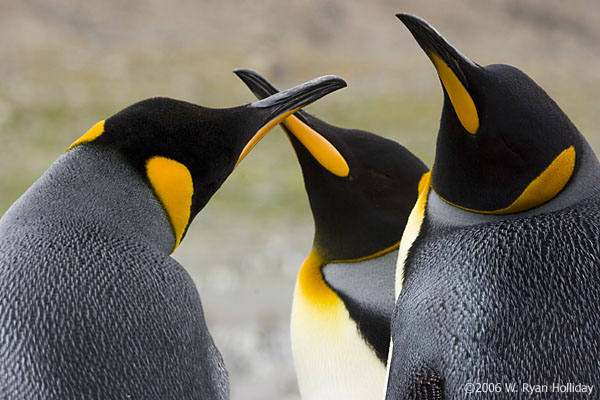 King Penguins