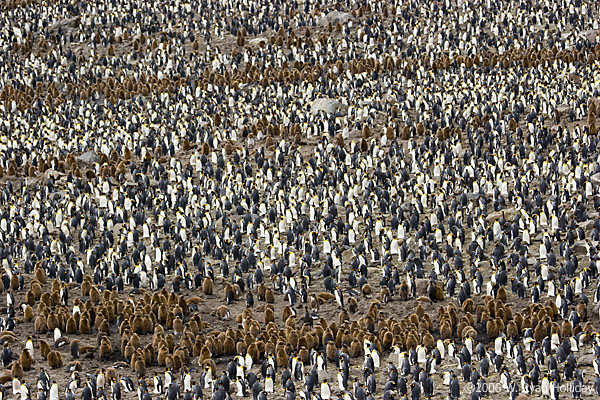 King Penguin Colony