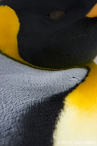 King Penguin