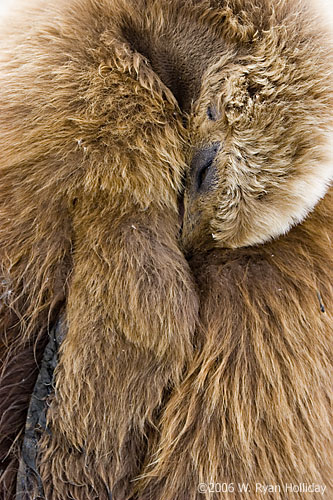 King Penguin Chick