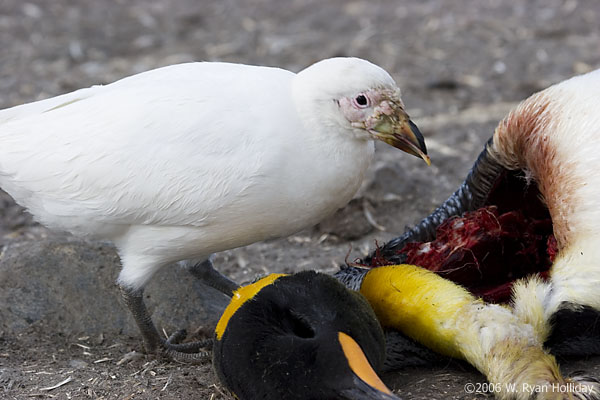 Sheathbill