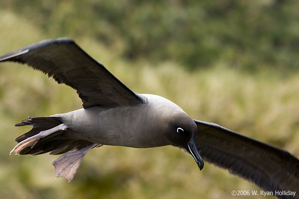 Light-Mantled Sooty Albatross