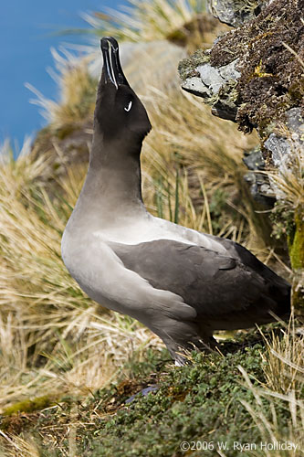 Light-Mantled Sooty Albatross
