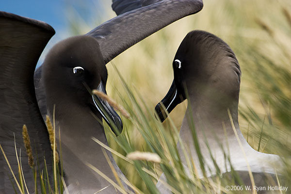 Light-Mantled Sooty Albatross