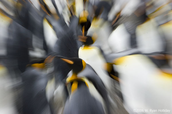 King Penguins