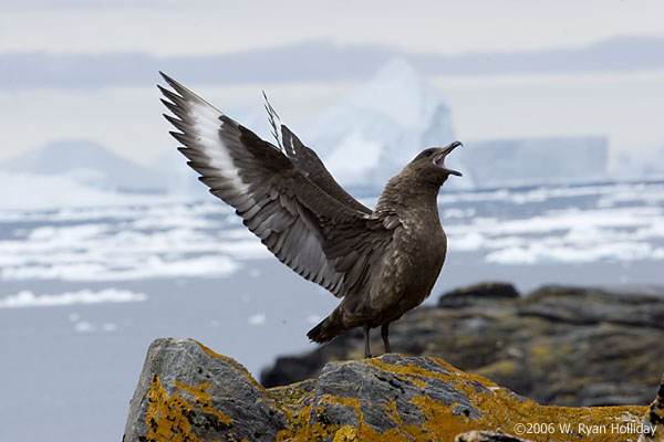 Skua