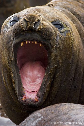 Elephant Seal