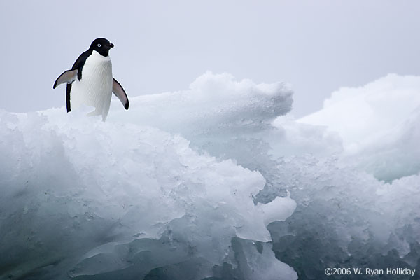 Adelie Penguin