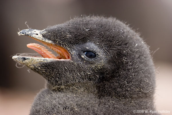 Adelie Penguin Chick