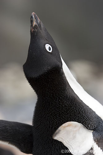 Sky Pointing Adelie Penguin