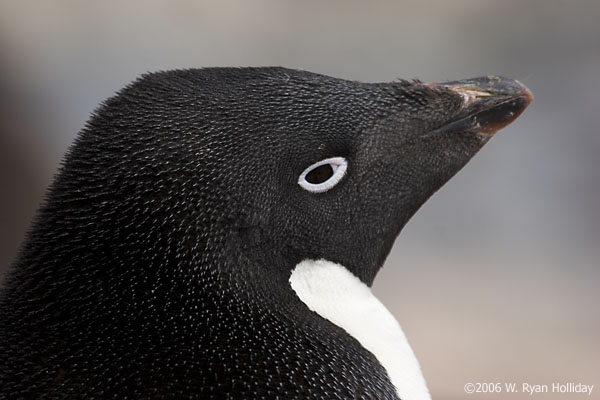 Adelie Penguin