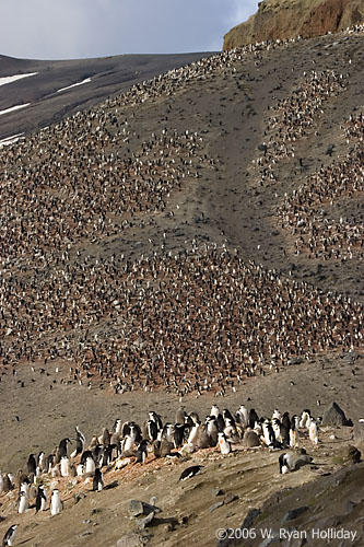 Chinstrap Penguin Colony