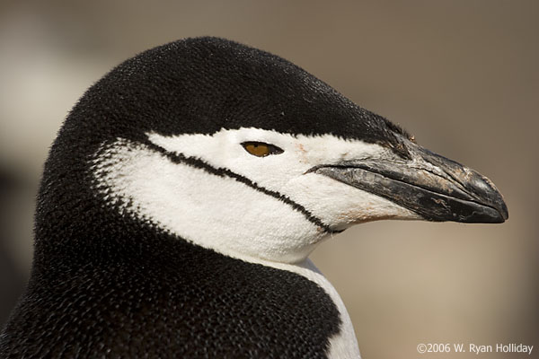 Chinstrap penguin, Bailey Head