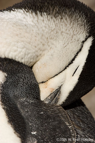 Chinstrap Penguin