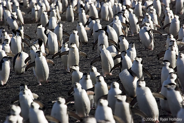 Chinstrap Penguins