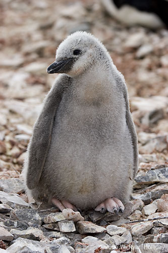 Chinstrap Penguin Chick