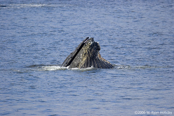 Humpback Whale