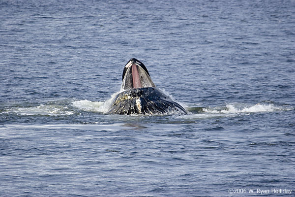 Humpback Whale
