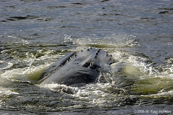 Humpback Whale