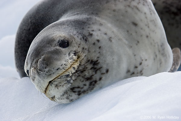 Leopard Seal