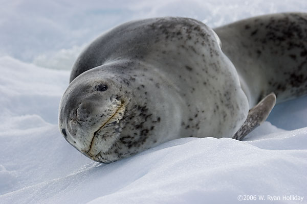 Leopard Seal