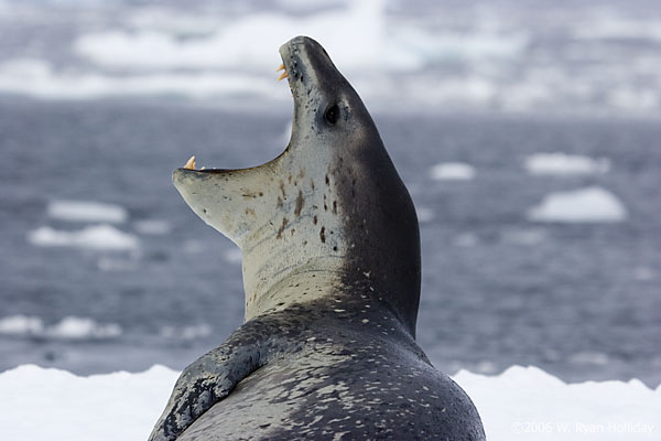 Leopard Seal