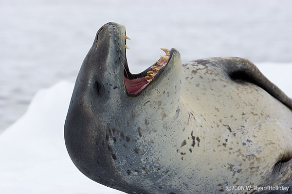 Leopard Seal