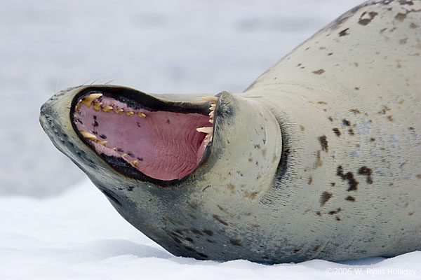 Leopard Seal
