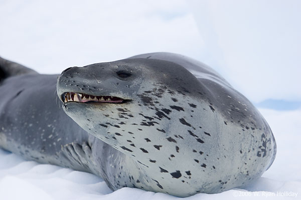 Leopard Seal