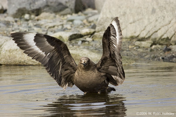 Skua