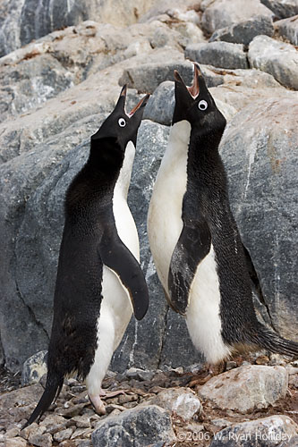 Adelie Penguins